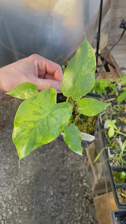 Alocasia Gageana Aurea Splash