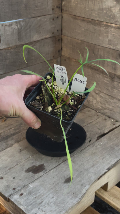 Philodendron Polypodioides AC65