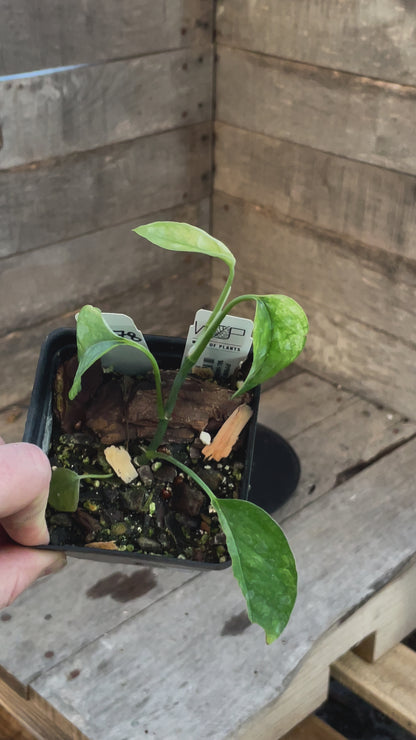 Epipremnum Bali Hanoman