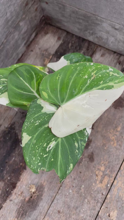 Philodendron Gloriosum Tricolor AA01
