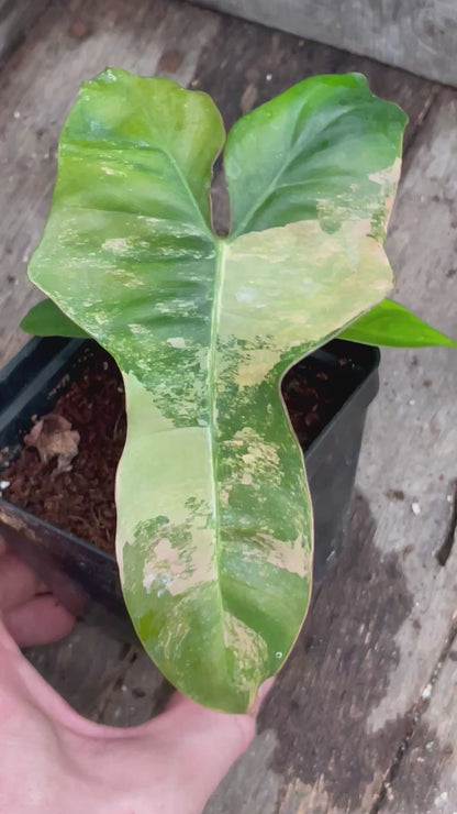 Philodendron ‘Brown Beauty’ Florida Beauty x Black Billietiae AA10