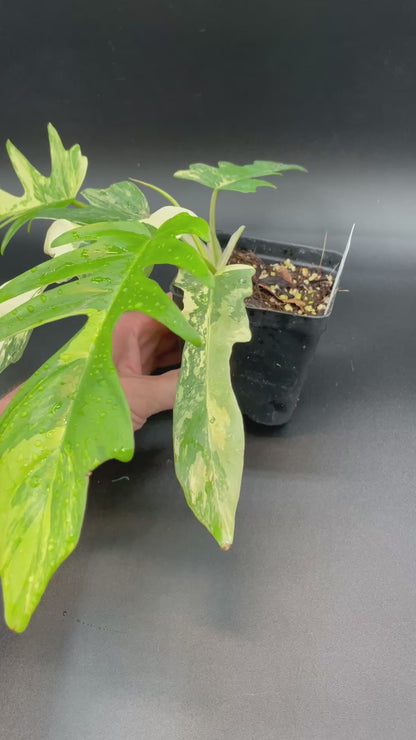 Philodendron  Florida Beauty x Tortum AA12