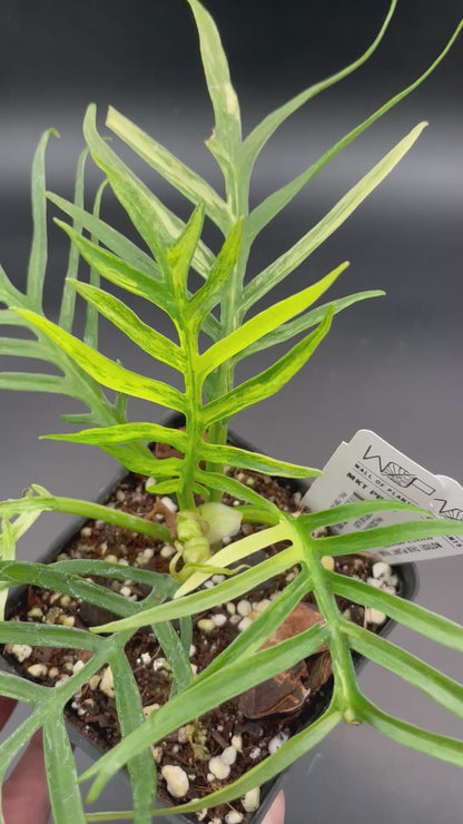 Philodendron Tortum Albo AA13