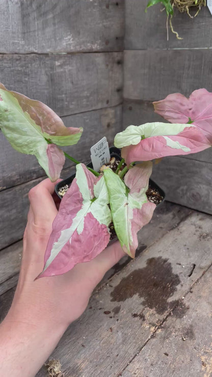 Syngonium Raspberry AA04