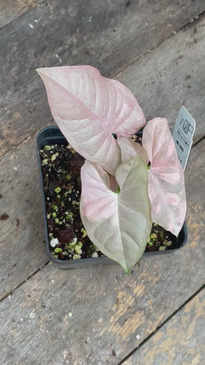 Syngonium Double Pink AA05