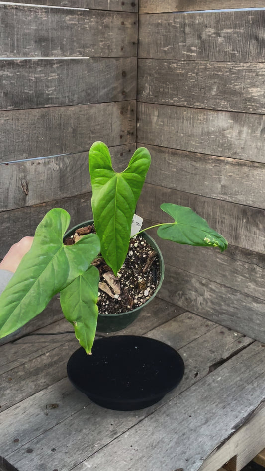 Anthurium Balaoanum AE50