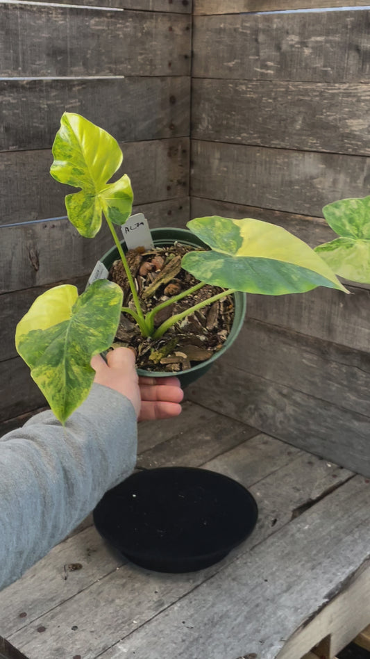 Alocasia Gageana Aurea Variegated AC79