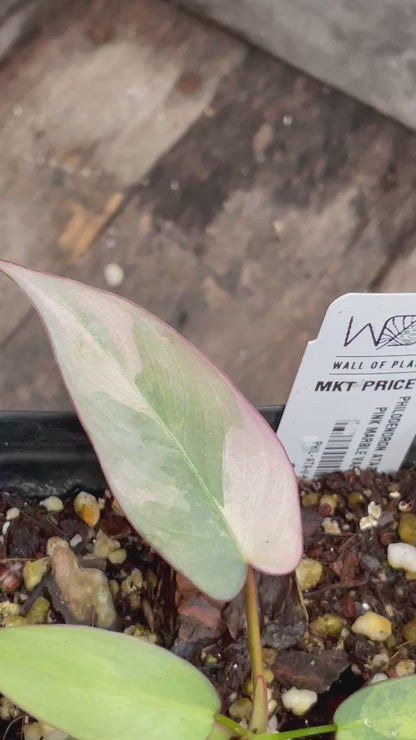 Philodendron Atabapoense Pink Marble Variegated AA01