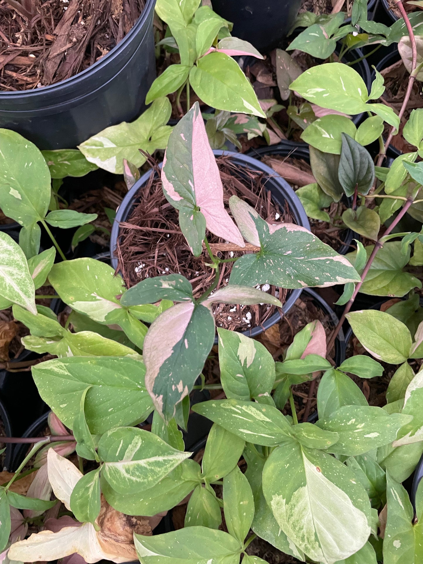 Syngonium Pink Splash