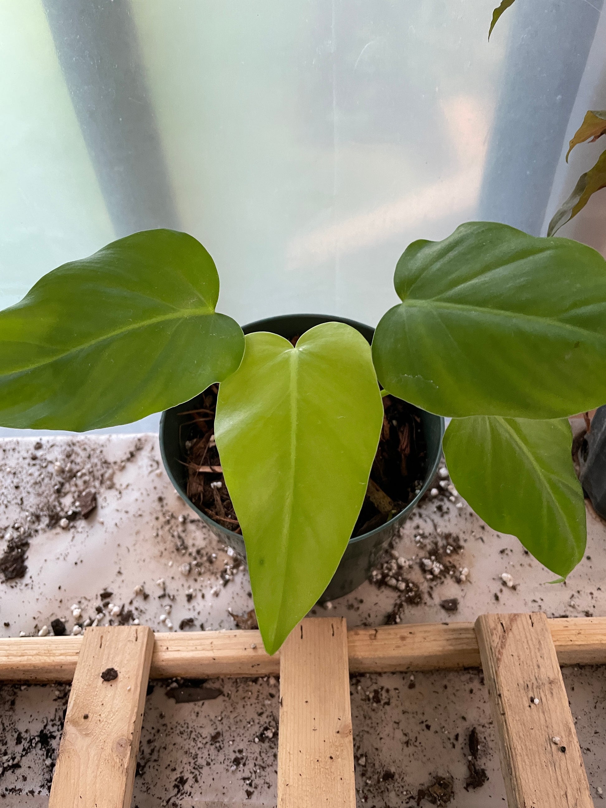philodendron giganteum for sale Philodendron Giganteum – Wall of Plants