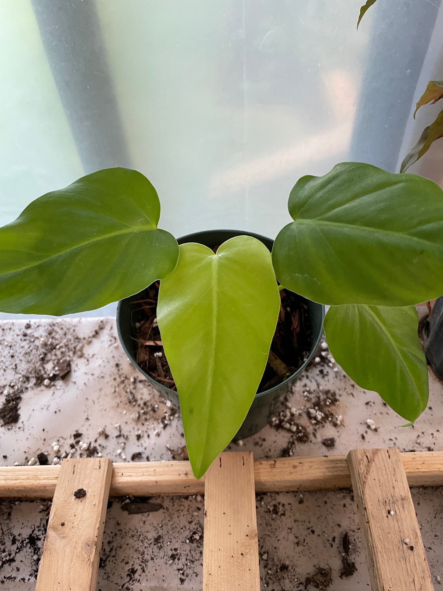 Philodendron Giganteum