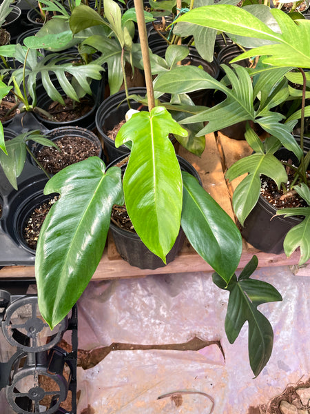 Philodendron Squamiferum