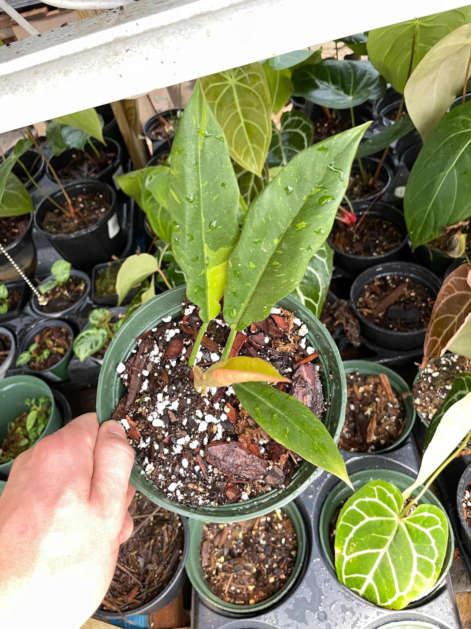 Philodendron Ring of Fire Variegated