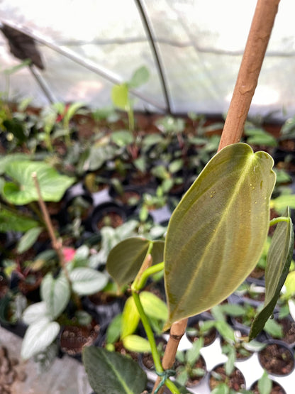 Philodendron Gigas