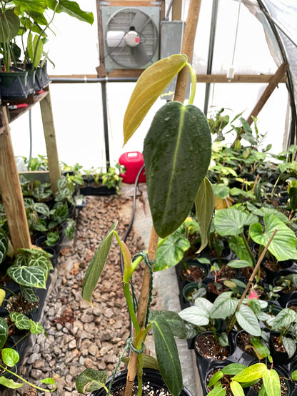 Philodendron Gigas