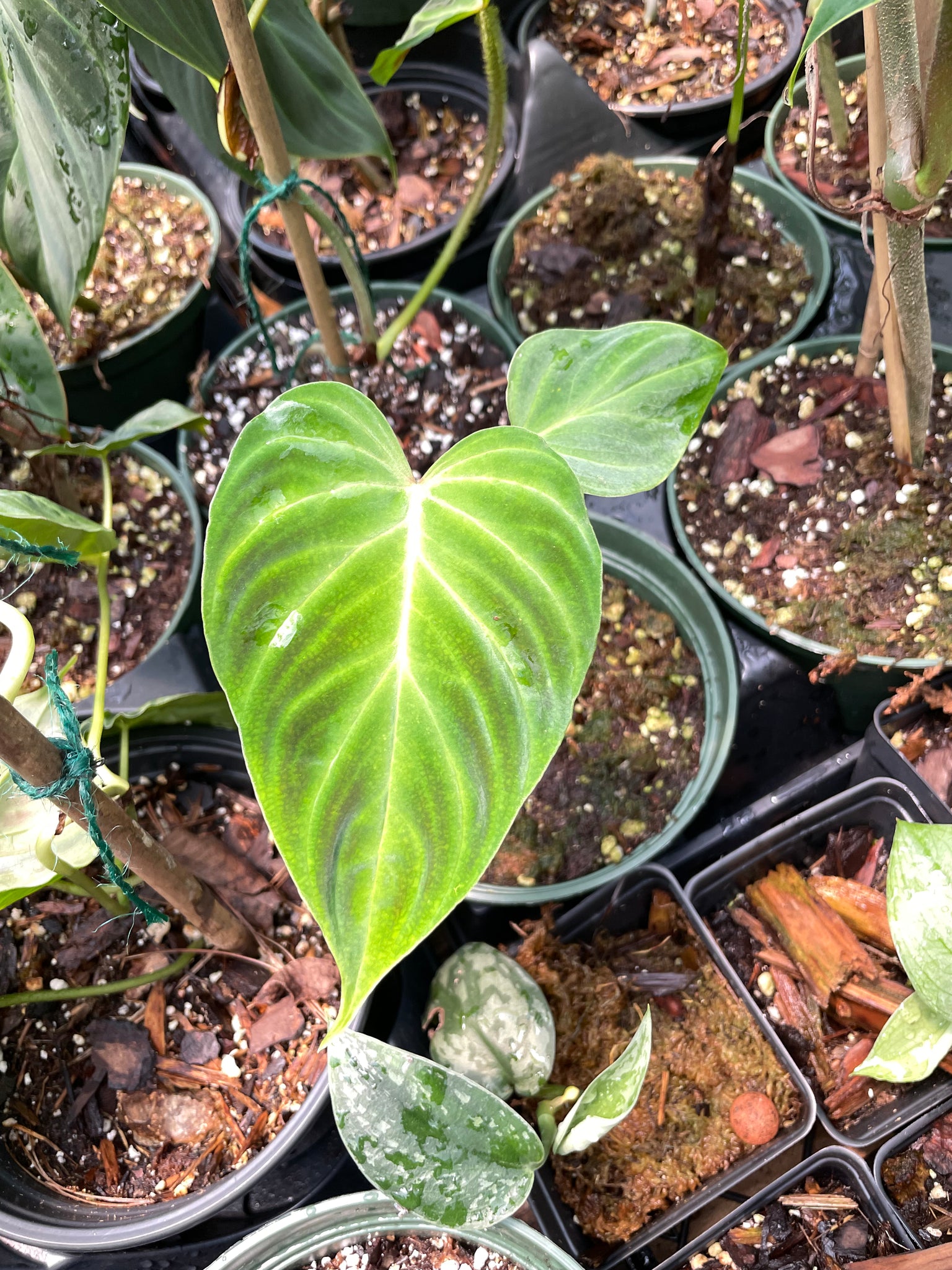 Philodendron Splendid (Verrucosum x Melanochrysum)