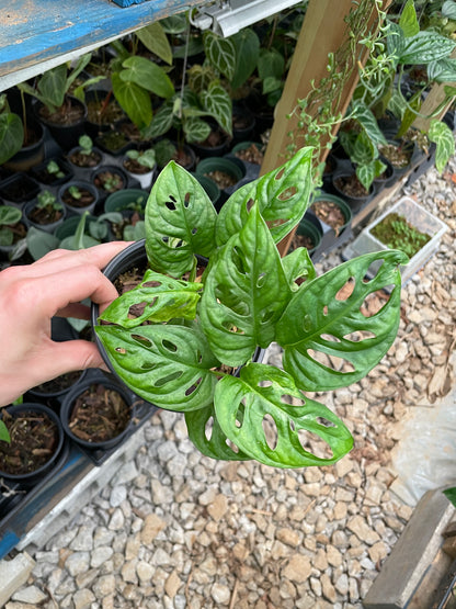 Monstera Acuminata