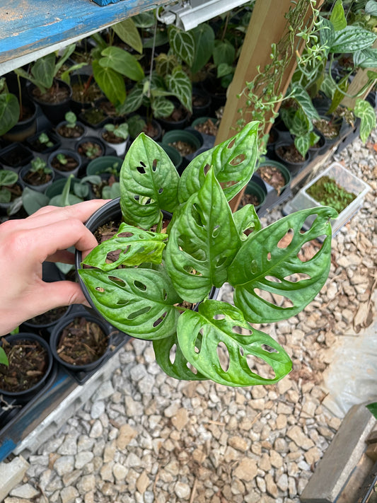 Monstera Acuminata
